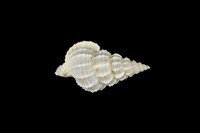 藏品(中華峨螺)的圖片